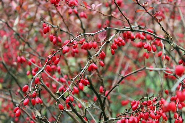 Branch of barberry — Stock Photo, Image