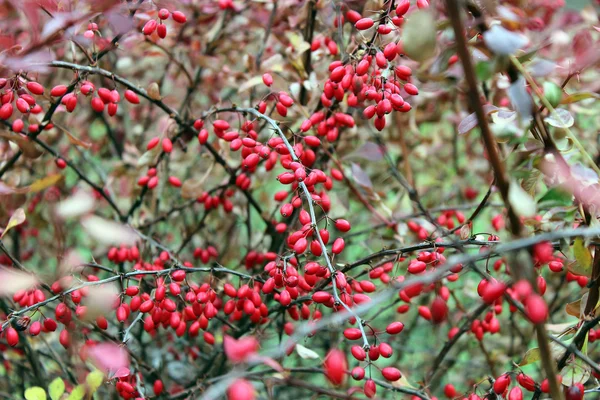 Barberry branches with berries — Stock Photo, Image