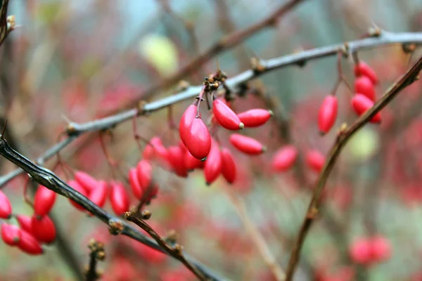 Barberry berries large — Stock Photo, Image