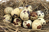 Strakaté křepelčí vejce v hnízdě