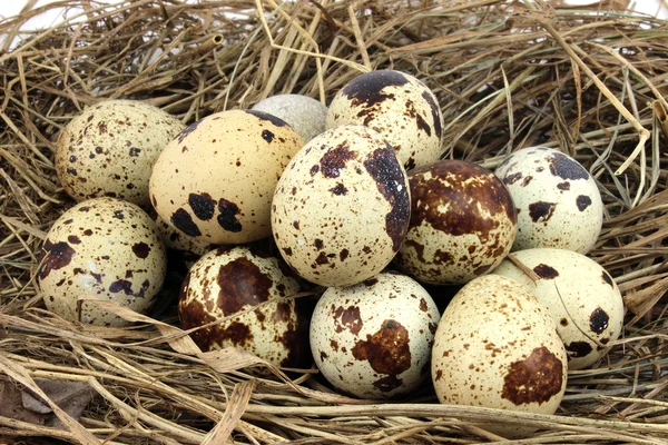 Gevlekte kwartel eieren in het nest — Stockfoto
