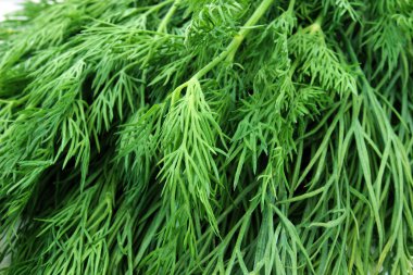 Arka plan dal dereotu