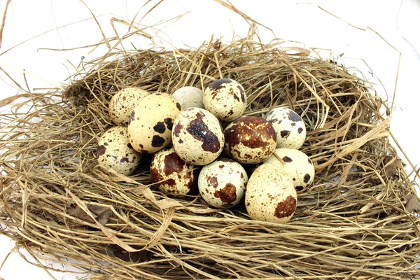 Grote kwartel nest — Stockfoto