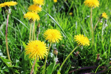 birkaç dandelions sarı çiçek