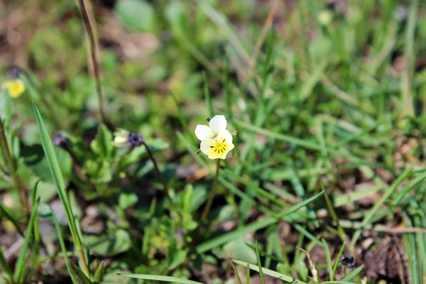 Pansy flower