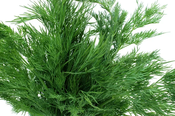 Bouquet of sprigs of fresh dill — Stockfoto