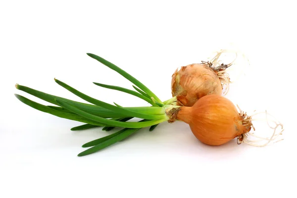 Sprouting onion — Stock Photo, Image