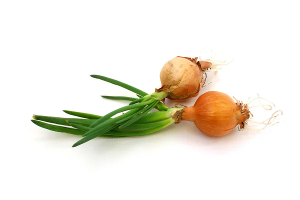 Raw onion with green sprouts — Stockfoto