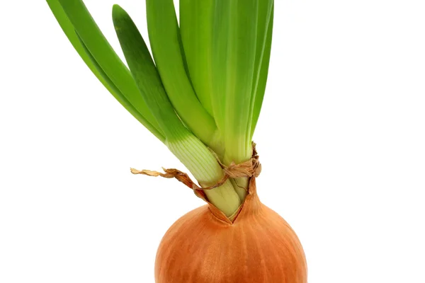 Germinating onion — Stock Photo, Image