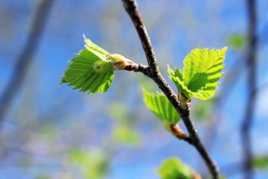 Genç huş ağacı yaprakları