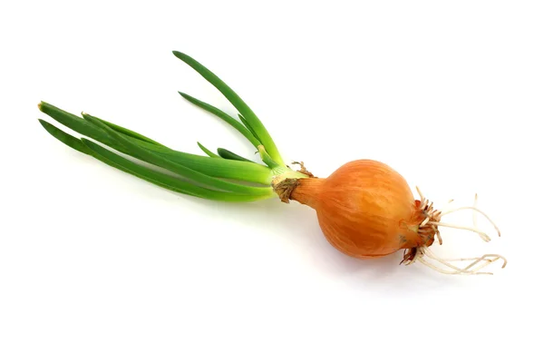 Germinating onion with herbs — Stock Photo, Image