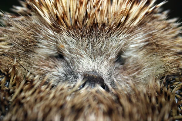 Frightened hedgehog — Stock Photo, Image