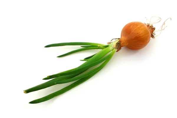 Onion dug out of the ground — Stock Photo, Image