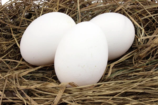 White chicken eggs Royalty Free Stock Photos