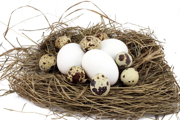 Τρεις κοτόπουλο και κάποια ορτύκια αυγά — Φωτογραφία Αρχείου