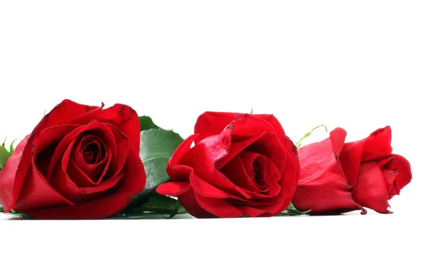 The buds of red roses — Stock Photo, Image