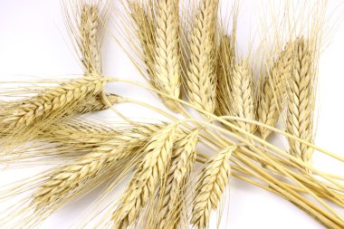 Bir Rye birkaç kulaklar