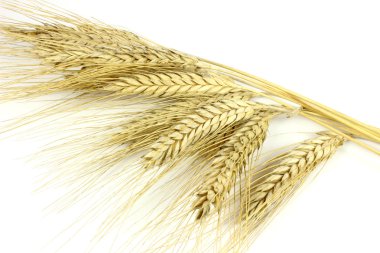 Spikelets çavdar döndürülmüş