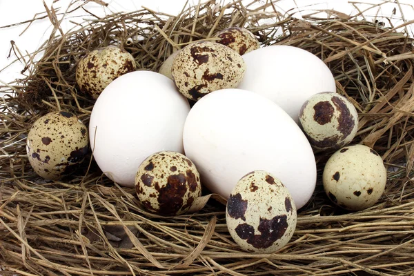 Verschillende eieren kip en kwartels — Stockfoto
