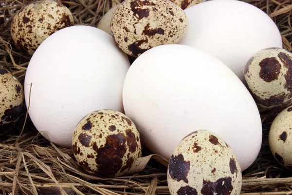 Bakgrund av kyckling och vaktel ägg — Stockfoto