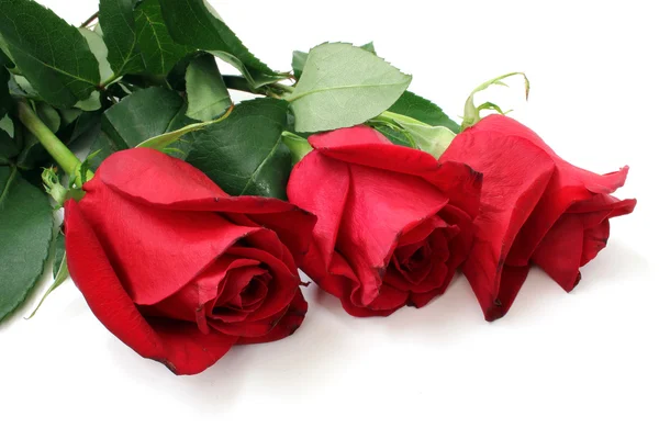 Three bud roses — Stock Photo, Image