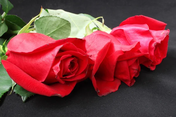 Three bud scarlet roses — Stock Photo, Image