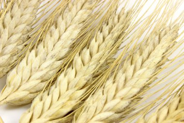 Birkaç kulak çavdar