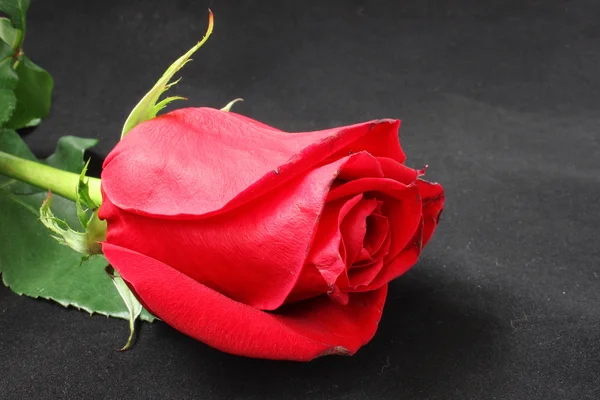 Bright red rose — Stock Photo, Image