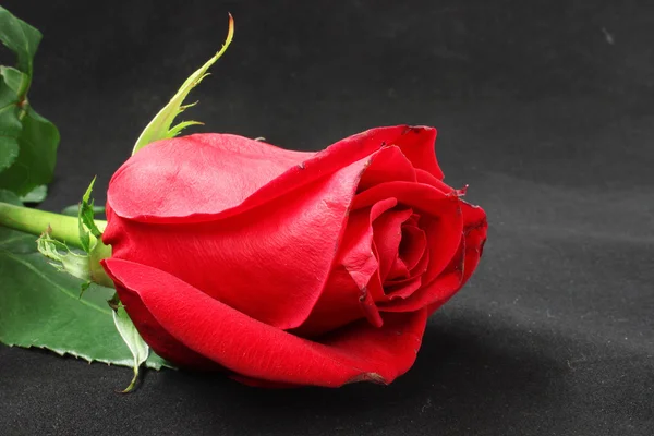 Bud of a scarlet rose — Stock Photo, Image