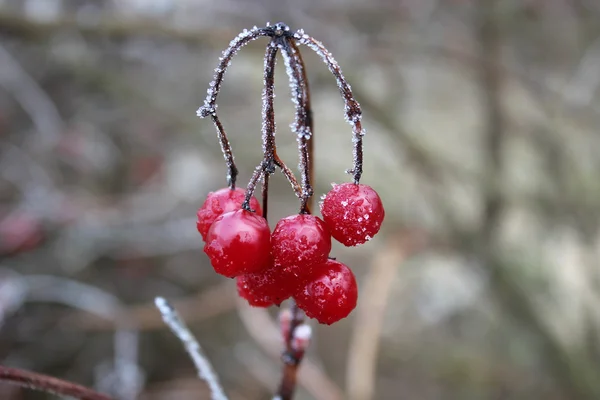 Manojos de Rowan rojo — Foto de Stock