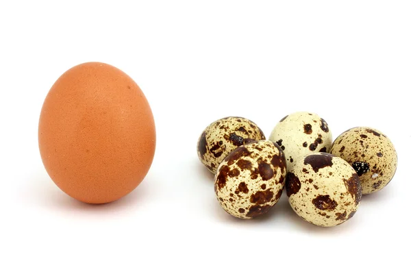 Πέντε ορτύκια αυγά και κοτόπουλο — Φωτογραφία Αρχείου
