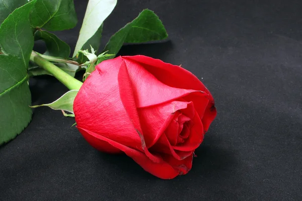 El brote de una rosa roja —  Fotos de Stock