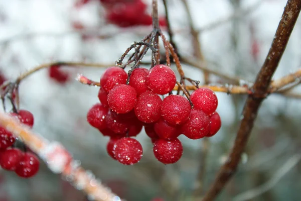 Bunch of frozen red ash — Stock Photo, Image