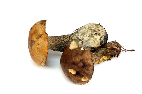 Fresh boletus and aspen — Stock Photo, Image