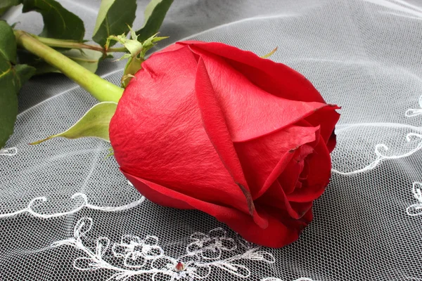 Red rose on a background of lace — Stock Photo, Image