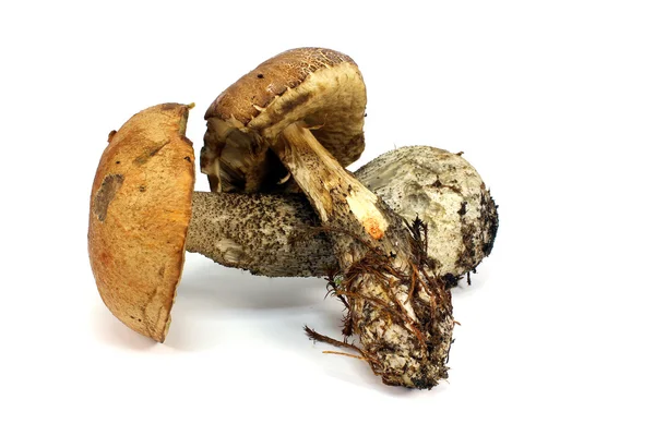 Two different edible mushrooms — Stock Photo, Image