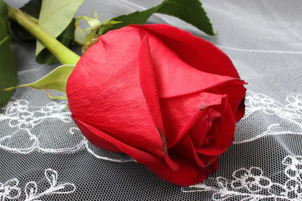 The bud of a red rose — Stock Photo, Image