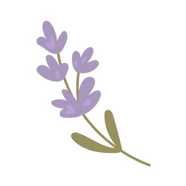 Bitkisel tıp blogları, aromaterapi rehberleri, köy davetiyeleri, bahçe dergileri ve doğal dekor projeleri için tek lavanta filizi çizimi.