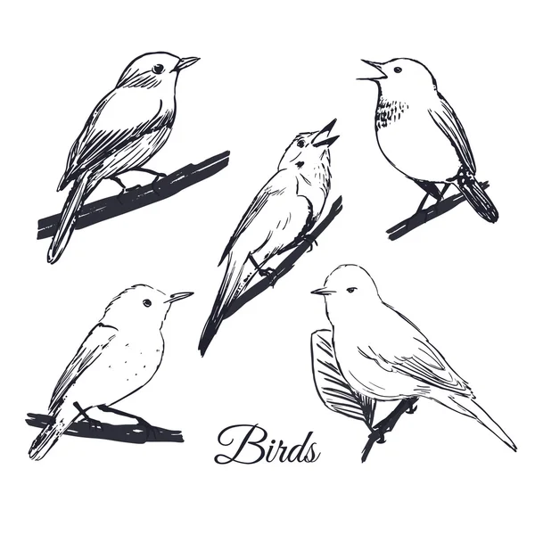 Coleta de aves desenhadas à mão tinta —  Vetores de Stock