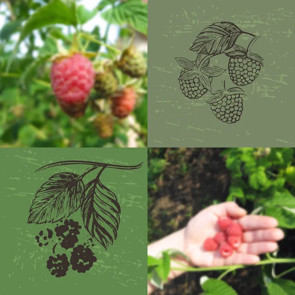 Verschwommene Fotohintergründe und handgezeichnete Himbeeren sammeln — Stockvektor