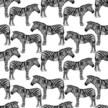 Afrikalı zebralarla kusursuz siyah beyaz desenli