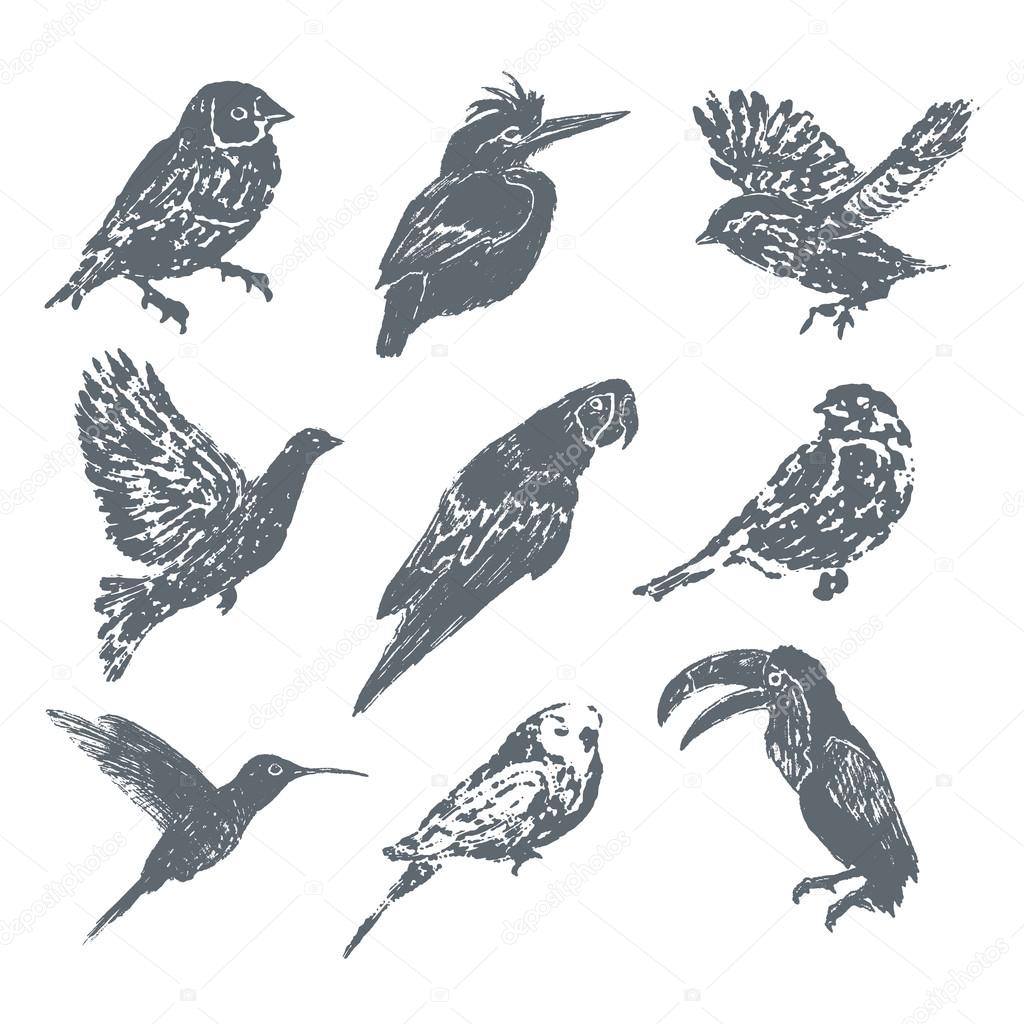 Ink hand drawn bird set