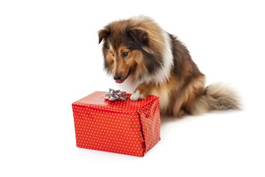 Köpek hediyesine bakarak