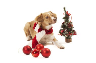 Noel süsler ile köpek