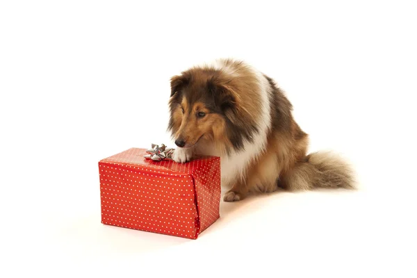 Dog looking at gift — Stock Photo, Image
