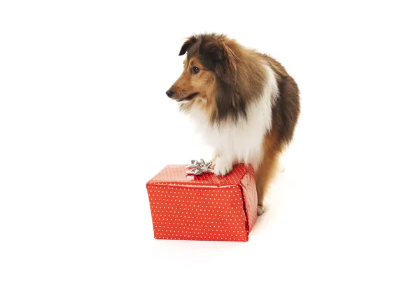 Dog looking at gift — Stock Photo, Image