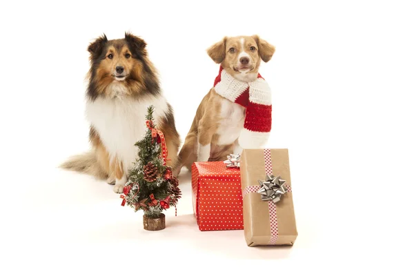 Hunde mit Geschenken — Stockfoto