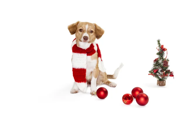 クリスマスの飾りを持つ犬 — ストック写真