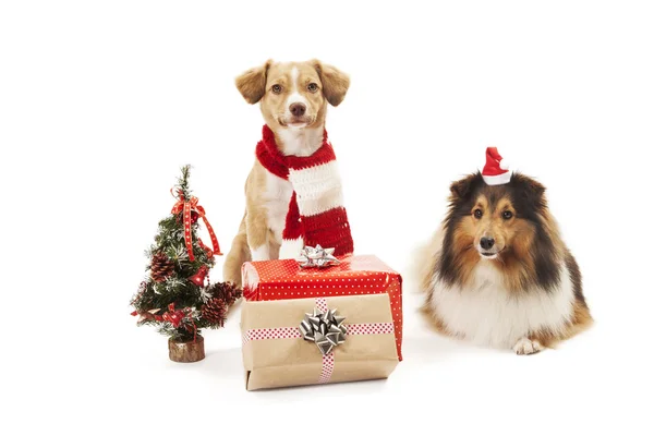 Hunde mit Geschenken — Stockfoto