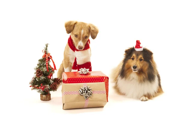 Perros con regalos —  Fotos de Stock